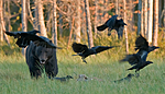 BB 10 0073 / Corvus corax / Ravn <br /> Ursus arctos / Brunbjørn